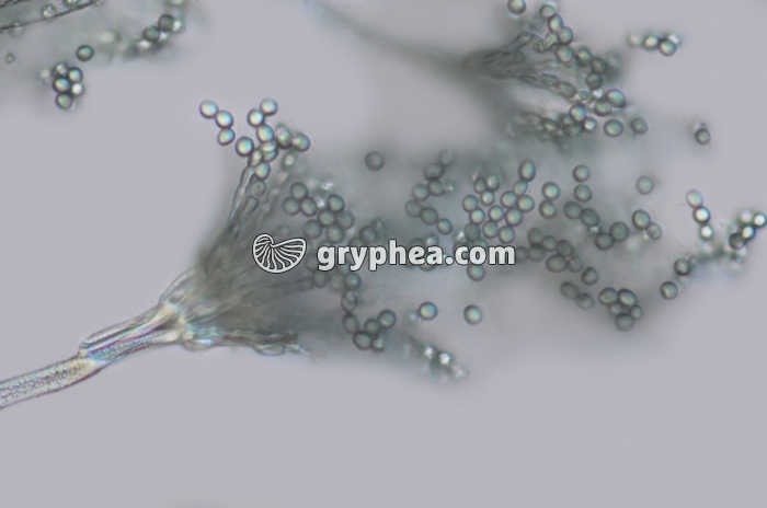 Penicillium - Conidiophore et conidies x160 - gryphea.com
